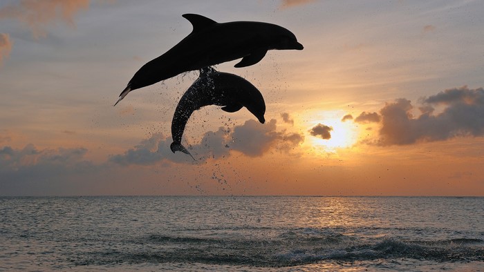 Two dolphins leaping out of the ocean at sunset