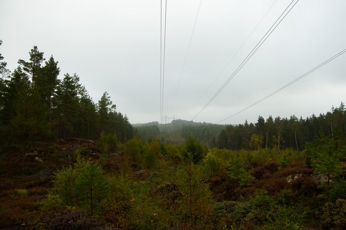 Power lines crossing a forest landscape