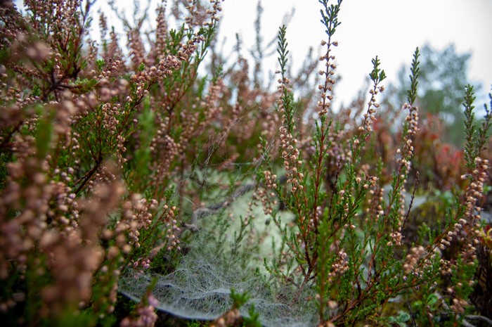 Heather bushes with spiderwebs