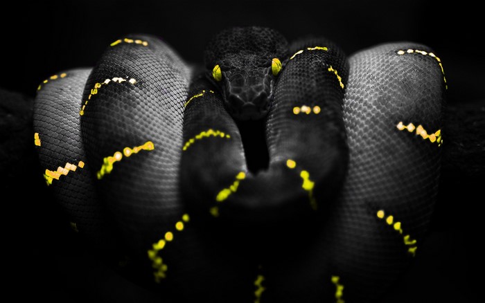 Black snake with yellow markings and eyes