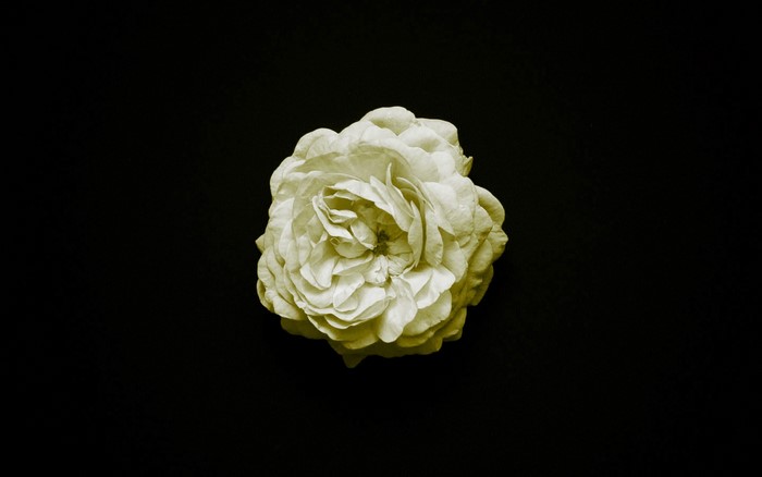 Yellow rose on a black background