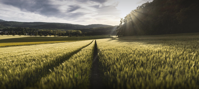 Sun rays over a wheat field landscape
