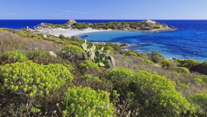 Coastal landscape with plants and sea