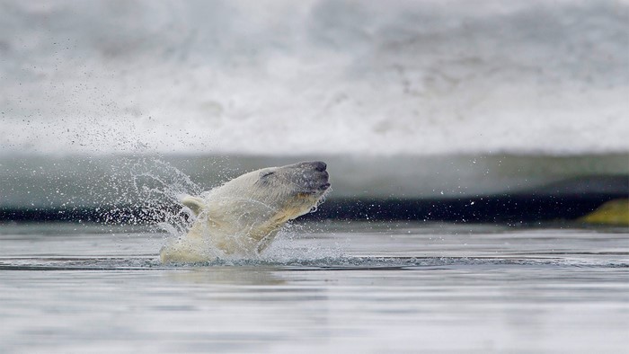 Polar bear shaking water off its head in the ocean