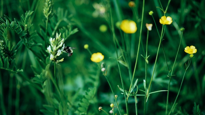 Insect on a white flower in nature