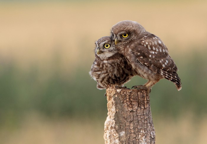 Two little owls perched on a tree stump