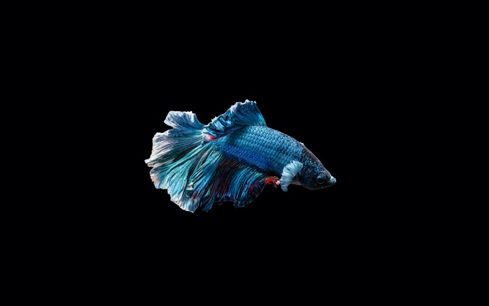 4K Betta fish on black background