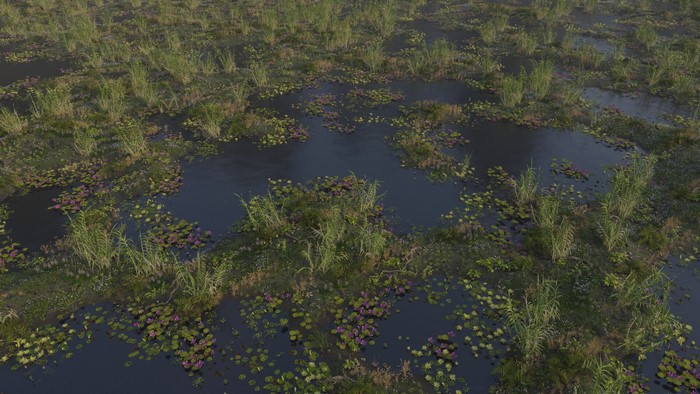 Swamp landscape with water lilies and reeds