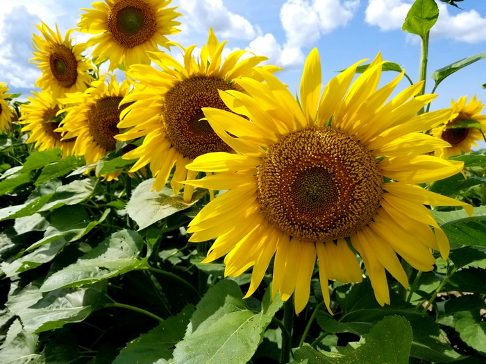 Field of Sunflowers Under a Blue Sky