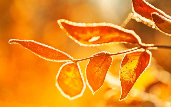 Autumn leaves with frost in warm sunlight