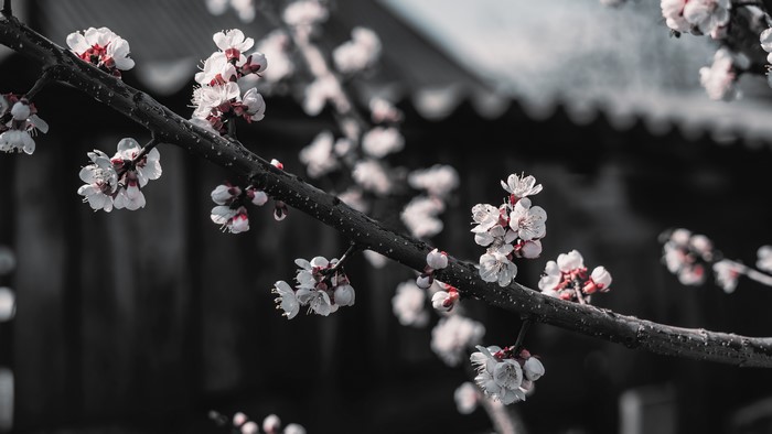 Cherry blossom branch with selective coloring