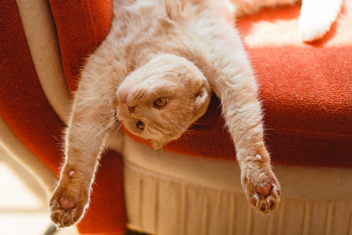 A relaxed Scottish Fold cat lying upside down on a chair