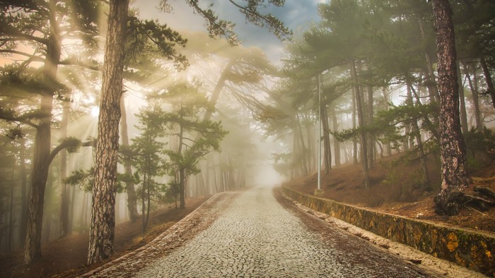 Cobblestone road through a misty forest with sunlight