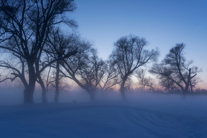Bare trees in mist during a cold winter morning