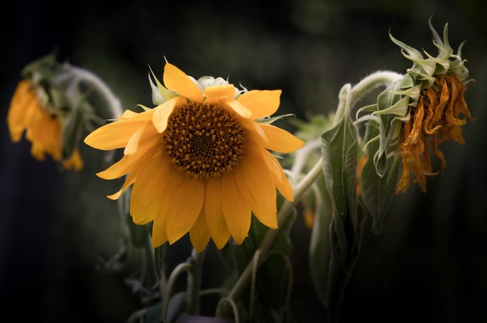 Three sunflowers, one vibrant and two wilting