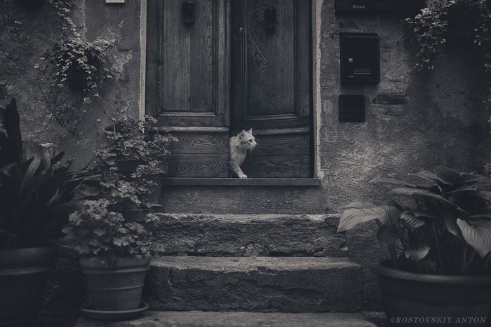 Cat peeking from a wooden door on stone stairs