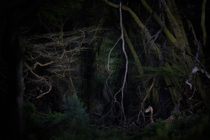 Giraffe peeking through dense forest branches at dusk