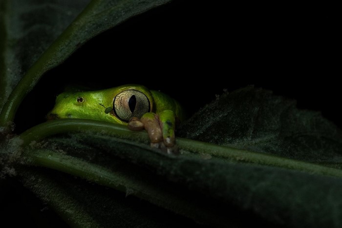 Green frog peeking from behind dark green leaves