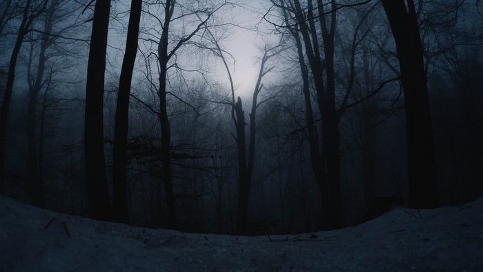 Misty forest with bare trees and snow at dusk