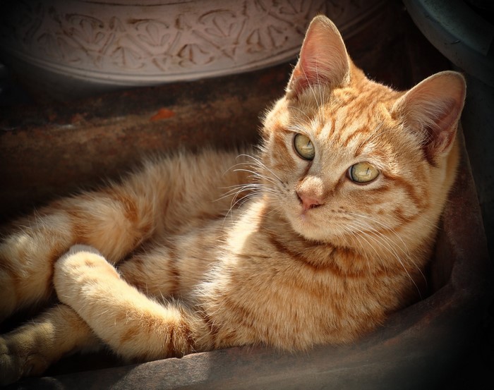Orange tabby cat lying down