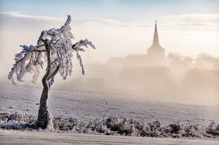 Tree covered in ice and snow with a church in the fog