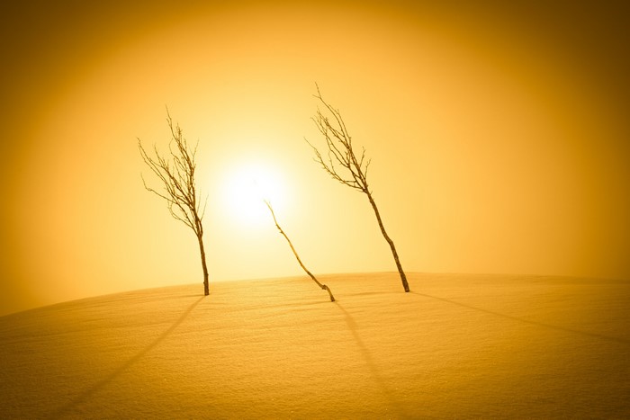 Bare trees on a snowy landscape with bright sunlight
