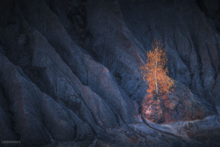 Lone tree with autumn leaves on barren landscape