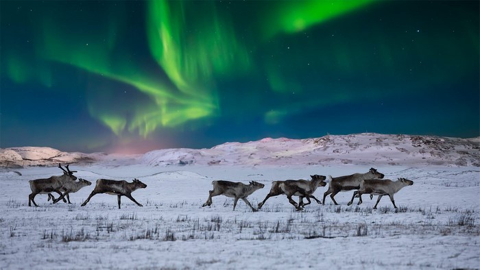 Reindeer herd running under the Aurora Borealis in winter
