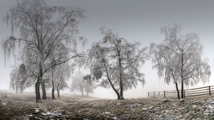 Frosted trees in a foggy winter landscape with a wooden fence