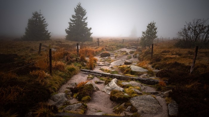 Misty forest path with rocks and trees