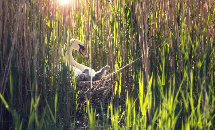Swan and cygnets in a nest among reeds