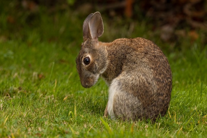 A rabbit sits in the grass