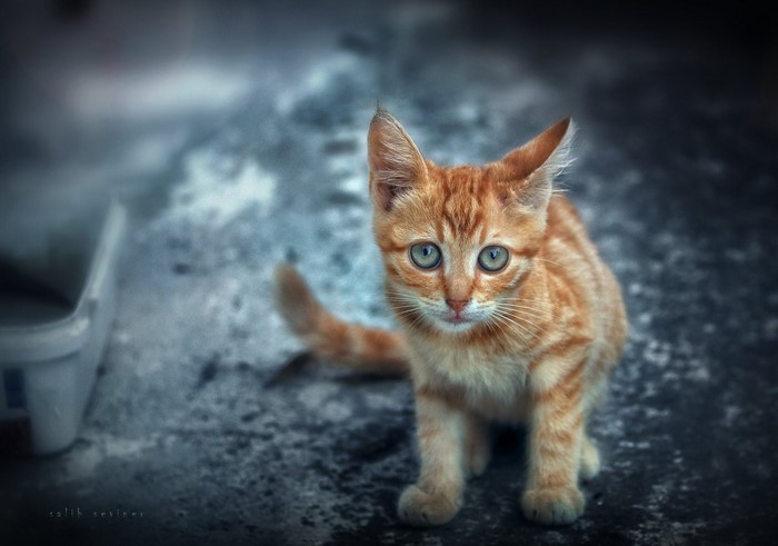 Orange tabby kitten with blue eyes on asphalt