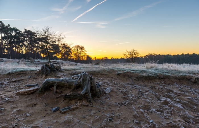 Frosty landscape with tree stumps at sunrise