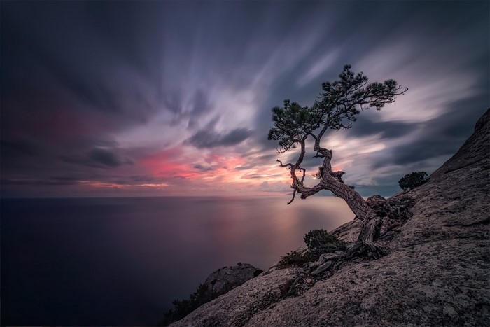 Pine tree on a cliff overlooking the sea at sunset