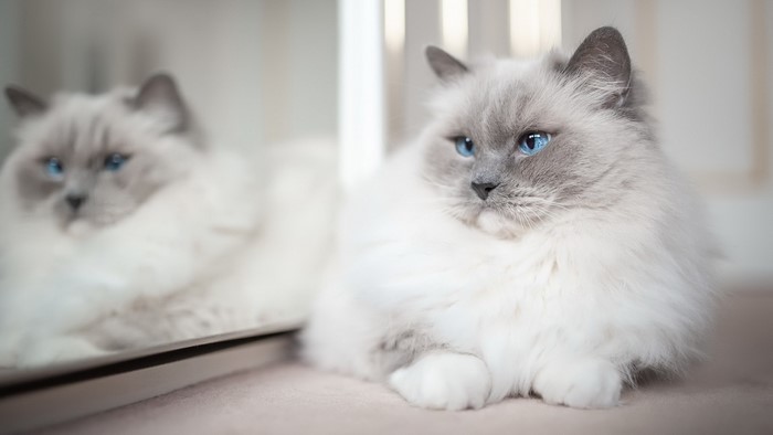 Ragdoll cat with blue eyes reflected in a mirror