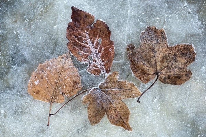 Frozen autumn leaves on ice