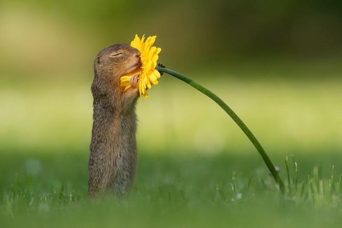 Ground squirrel smelling a yellow flower