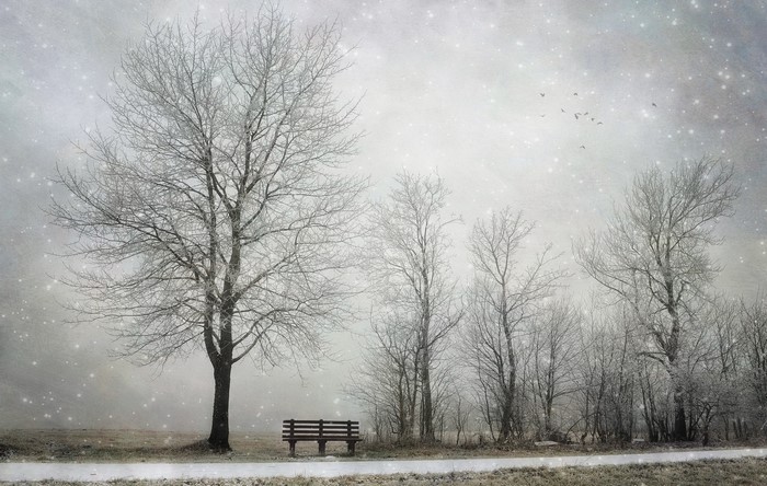 Winter scene with bare trees and a bench