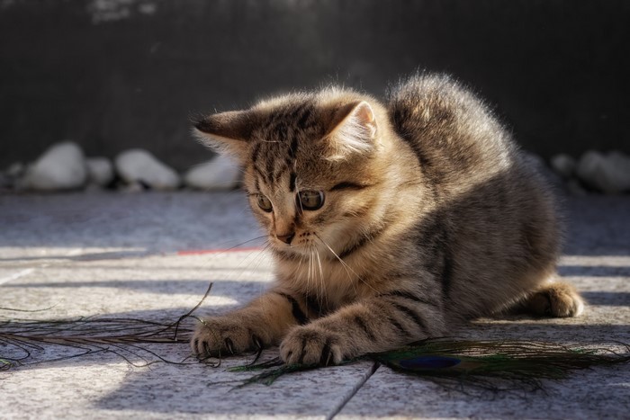 Kitten playing with peacock feathers