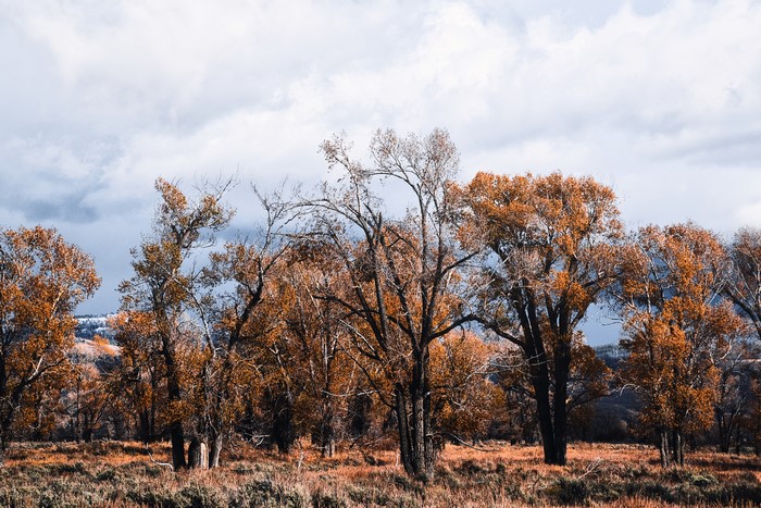 Autumn trees in Yellowstone National Park