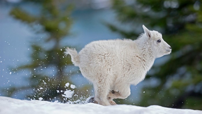 Baby mountain goat running in the snow