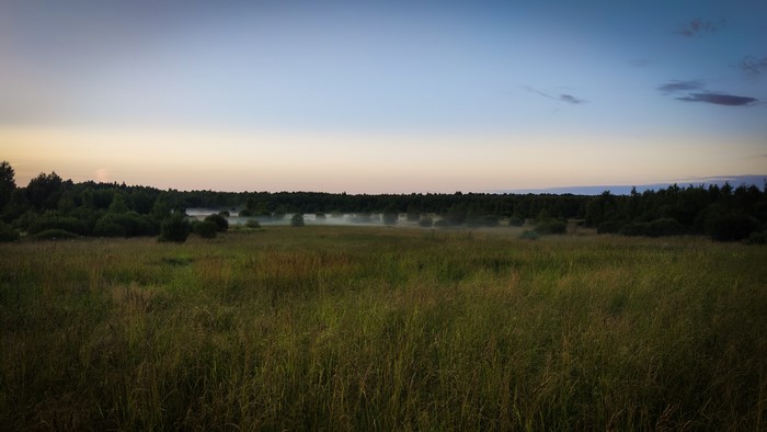 4K nature forest outdoors evening