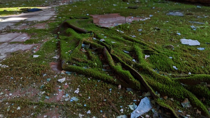 Moss growing on fabric and debris