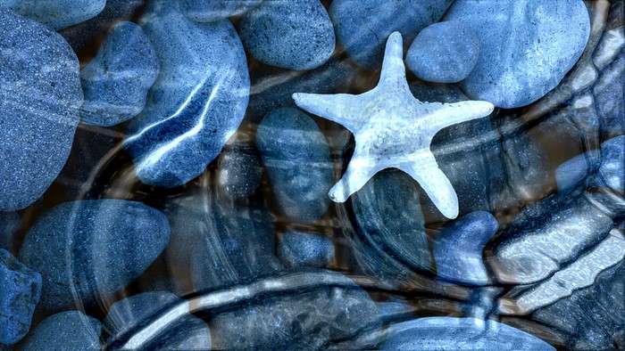 Starfish on blue rocks underwater