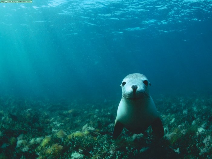 Seal swimming underwater over seabed