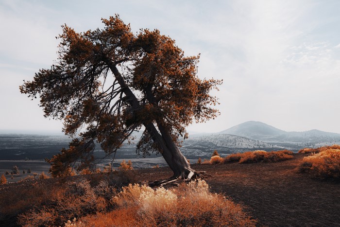 Bent tree on a hill with volcanic landscape