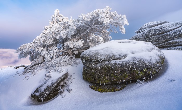 Snow-covered tree and rocks in a winter landscape