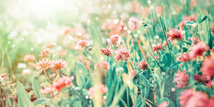 4K Red Flowers in Sunlight
