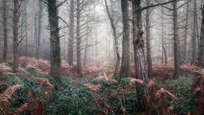 Misty forest with ferns and trees